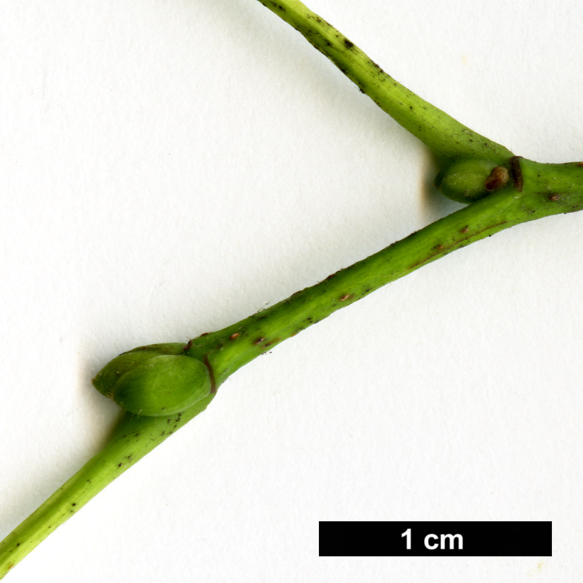 High resolution image: Family: Malvaceae - Genus: Tilia - Taxon: ×europaea (T.cordata × T.platyphyllos)